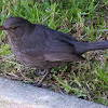 Blackbird; Mirlo Común