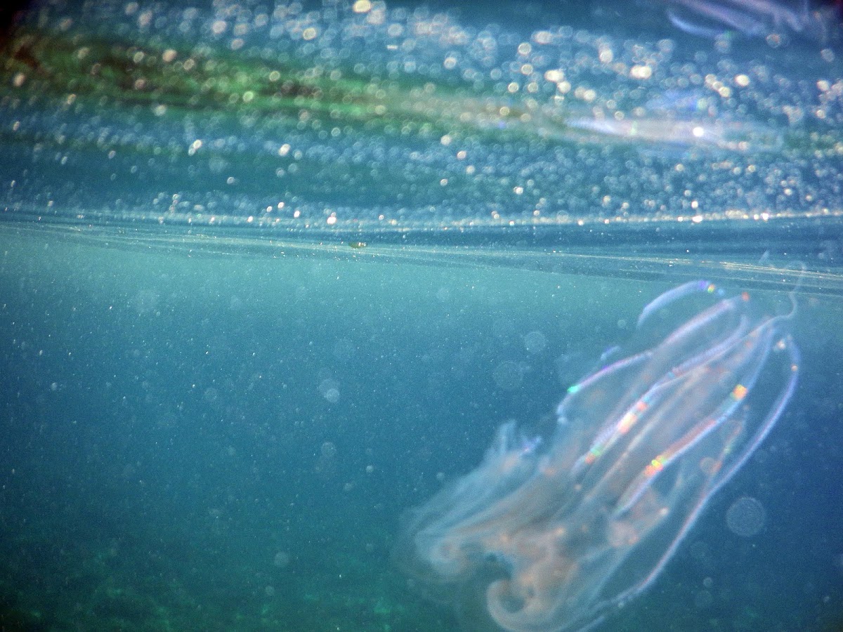 Warty comb jelly