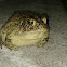 Southern Toad