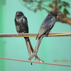 Drongo