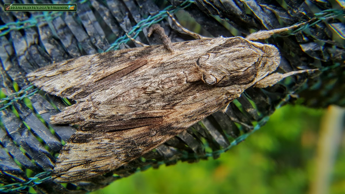 Giant grey moth, Scary grey moth.