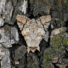 Erebid Moth