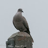 Collared Dove; Tórtola Turca