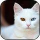 Download White cats Wallpapers For PC Windows and Mac 1