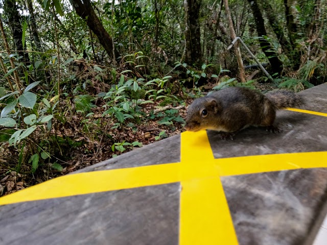 Mount Kinabalu Squirrel