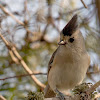 Black-crested Titmouse