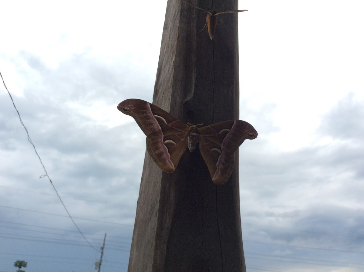 Alianthus Silkmoth