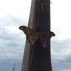 Alianthus Silkmoth