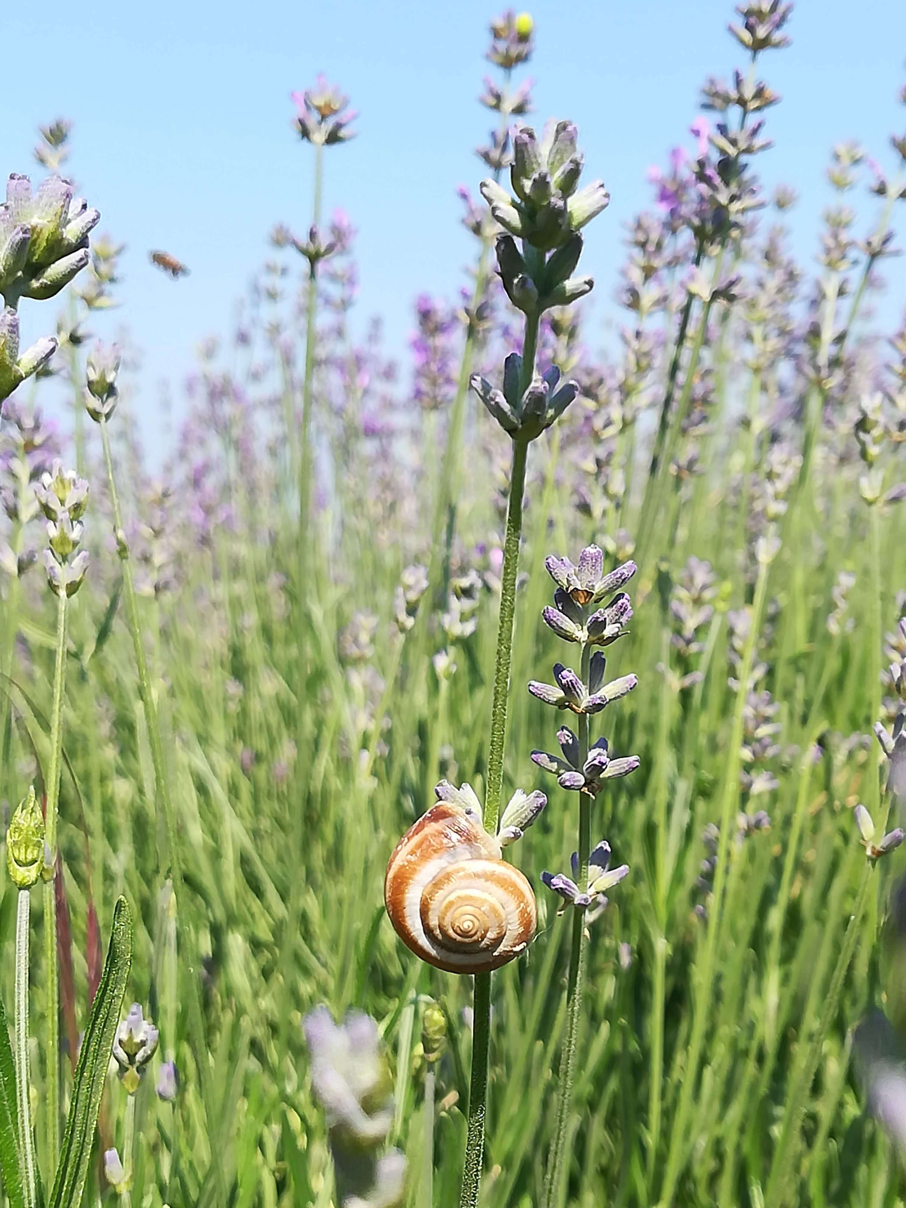 Collaborazione naturale  di Robyvf