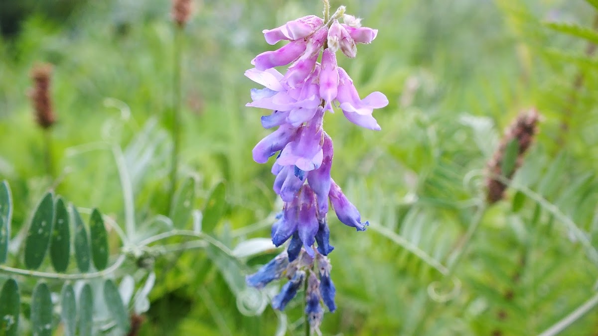 Cow vetch