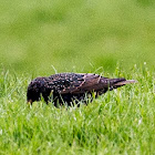 Starling