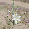 Sand Lily