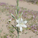 Sand Lily