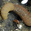 Polychaete Worm