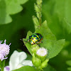 Jewel Bug