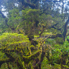 Interesting Tree - Fjordlands National Park