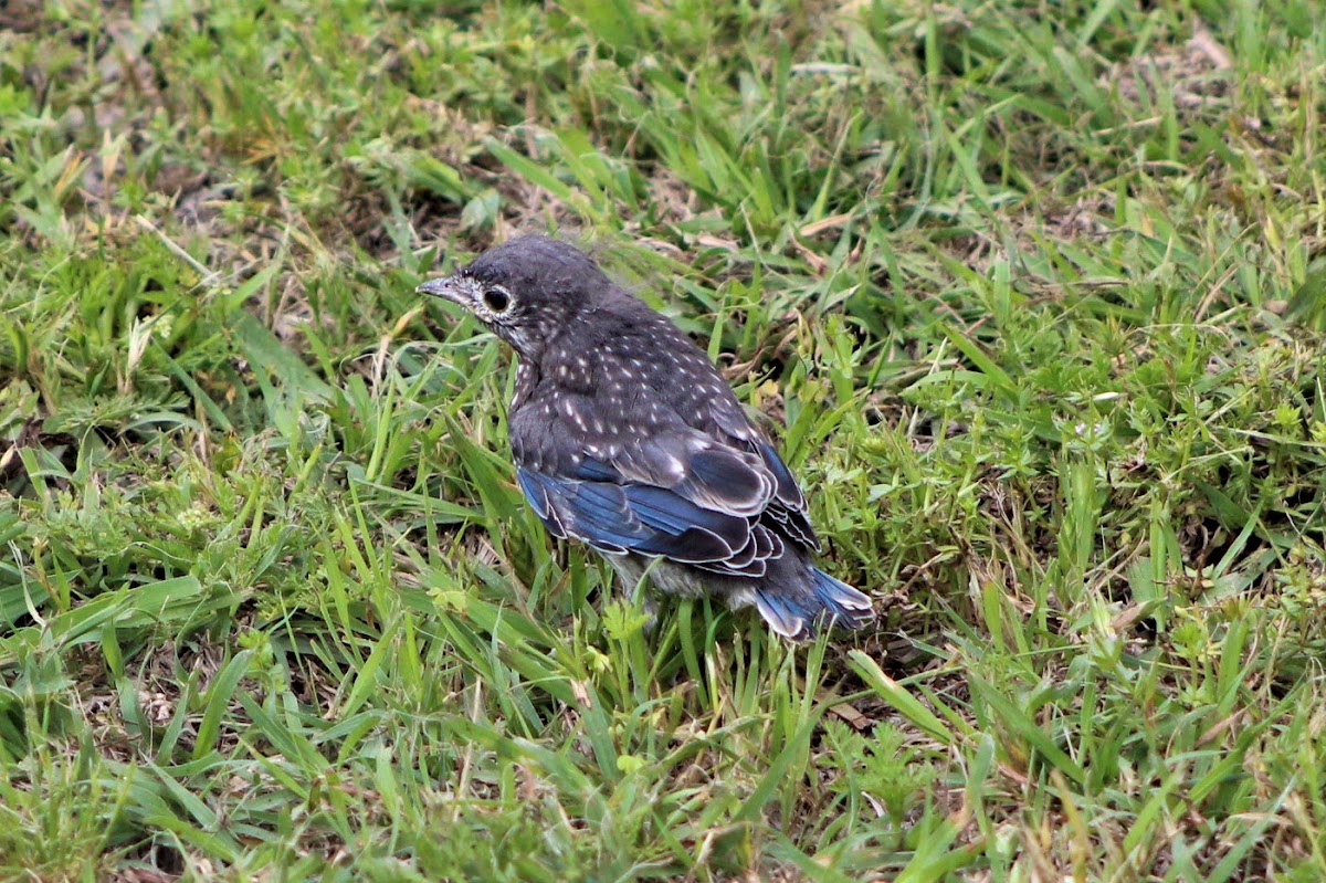 juvenille bluebird