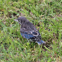 juvenille bluebird