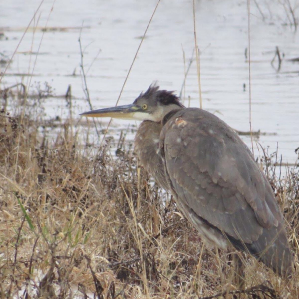 Great blue heron