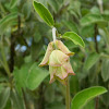 Apple Sage (Σάλβια η μηλοφόρος)