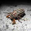 Ten-lined June beetle