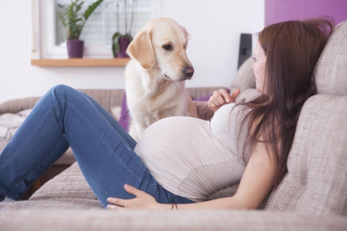 Can Pets Sense Pregnancy?