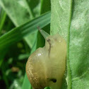 snail