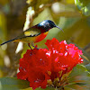 Green-tailed Sunbird