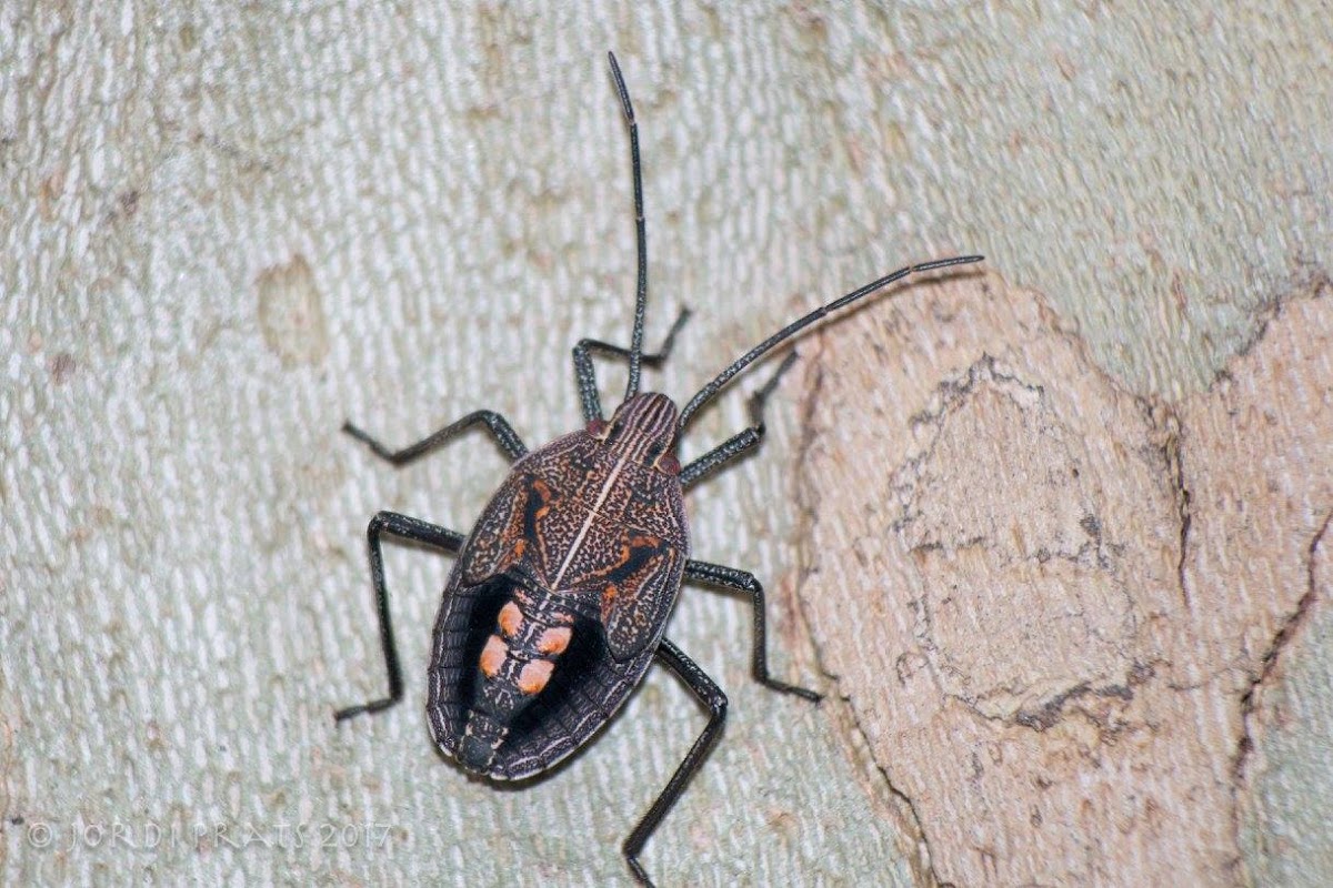 Stink Bug Nymph