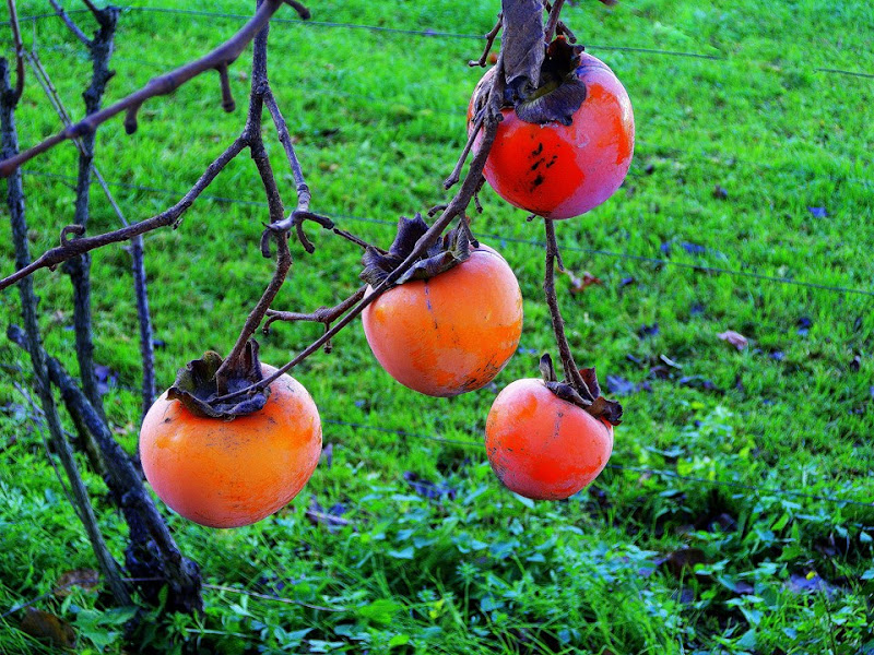 ancora colore... di Wilmanna