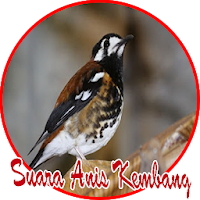 Burung Anis Kembang Master