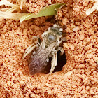 Mining Bee