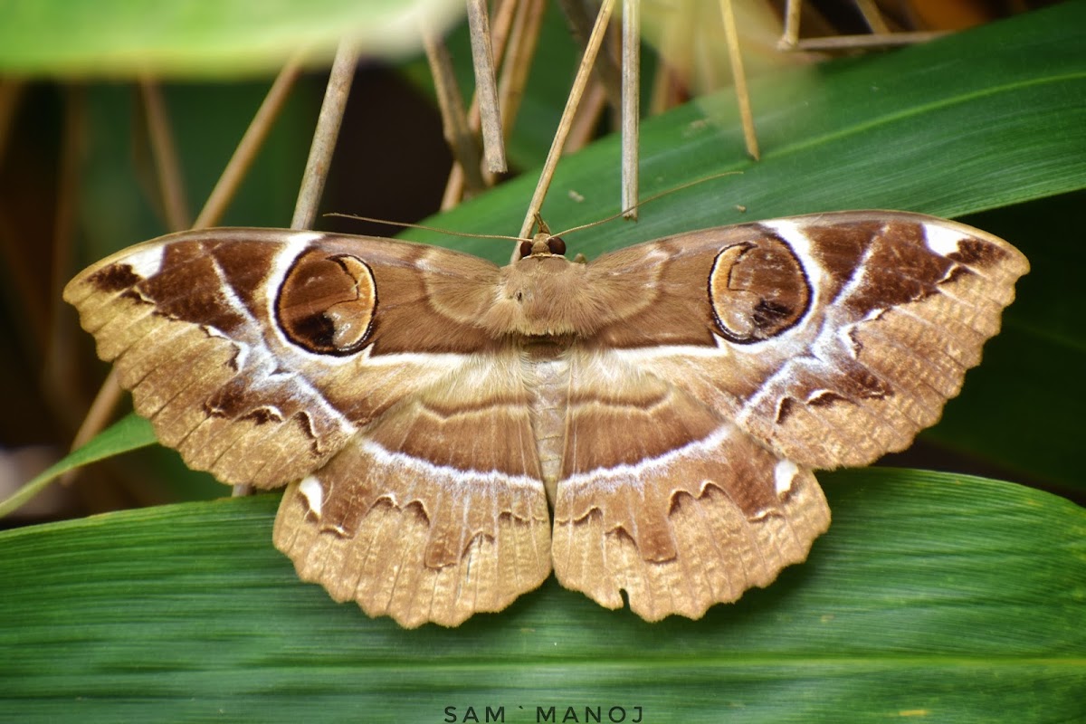 Owl Moth / Owlet Moth