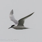 Sandwich Tern; Charrán Patinegro