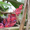 red and purple bromeliad