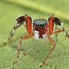 Jade Jumping Spider