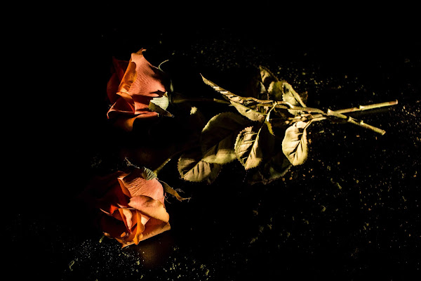 Roses and Lights di cristiandragophoto