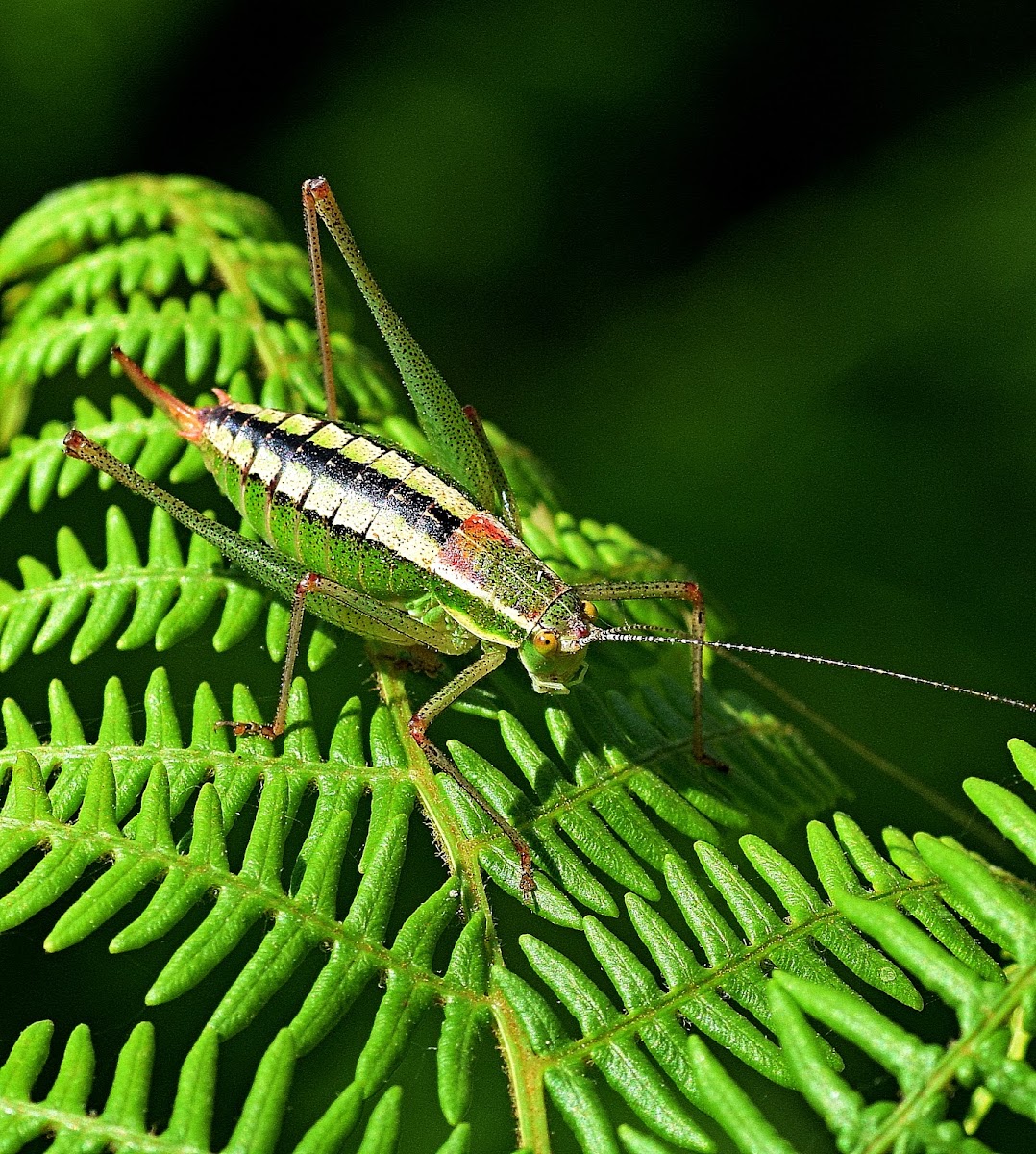 Macedonian Bright Bush-cricket
