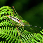 Macedonian Bright Bush-cricket