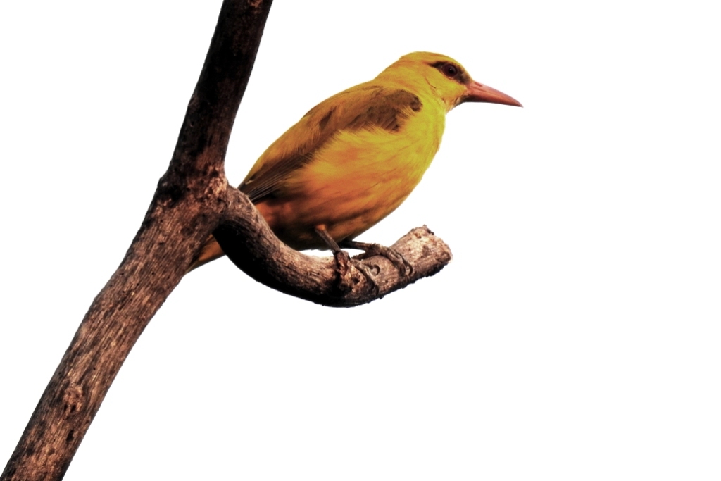 The Indian golden oriole