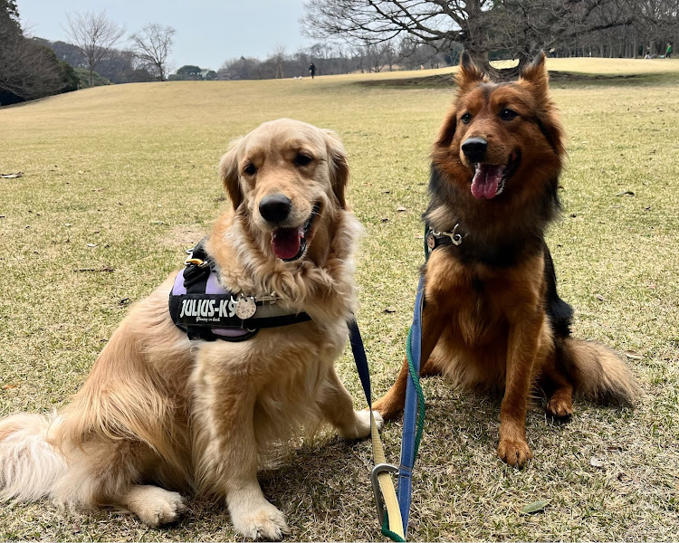 デリカD:5の根岸森林公園・愛犬と一緒に・朝んぽ・お散歩・カスタムデリカに関するカスタム事例の投稿画像4枚目
