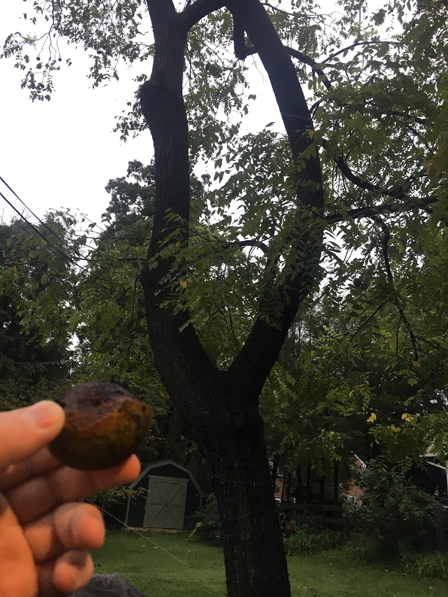 Black Walnut Tree