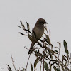 House Sparrow