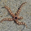 Unknown Brittle Star