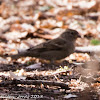 House Sparrow; Gorrión Común