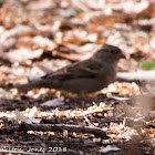 House Sparrow; Gorrión Común