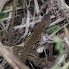 Ameiva arcoiris