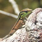 Calango da Mata - Striped forest whiptail