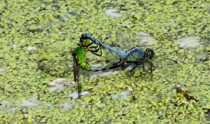 Eastern Pondhawk Dragonfly (mating pair)