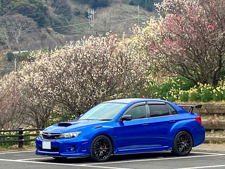 インプレッサ WRX STIの真正面ショット・梅とスイセンと河津桜💦・稲フォルニア🌴・白鳥🦢到来💨・teamBOXERに関するカスタム事例の投稿画像10枚目